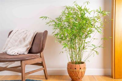 Green Bamboo Seeds