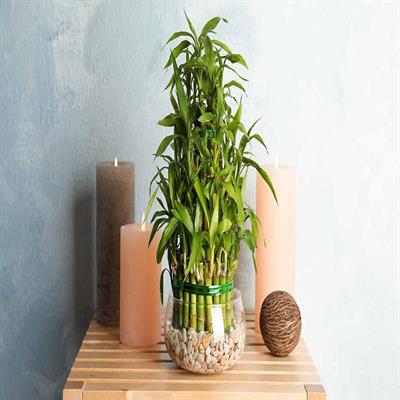 Lucky Potted Bamboo Seeds