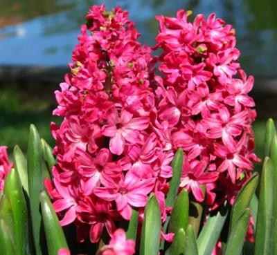 Tubergen’s Scarlet Hyacinths