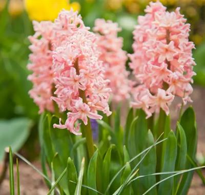 Pink Surprise Hyacinths