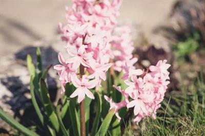 Lady Derby Hyacinths