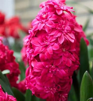 Hollyhock Hyacinths