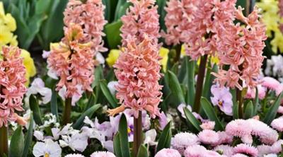 Gipsy Queen Hyacinths