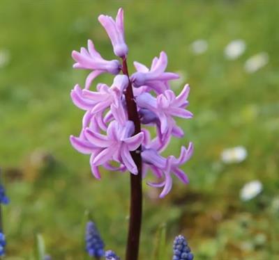 Pink Pearl Hyacinths