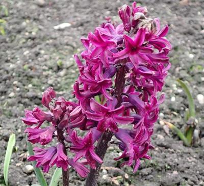 Woodstock Hyacinths