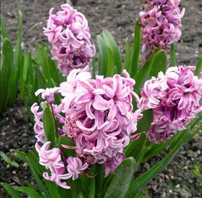 Splendid Cornelia Hyacinths