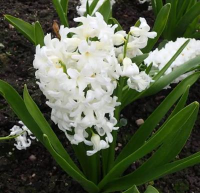Carnegie Hyacinths