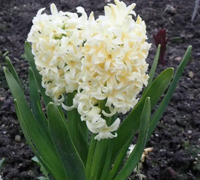 City of Haarlem Hyacinths