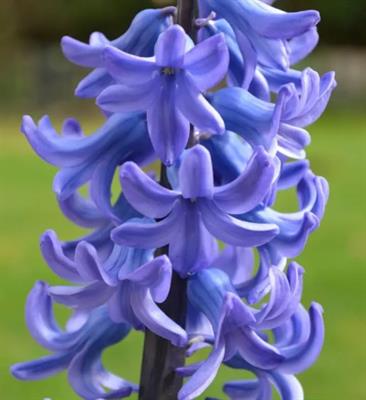 Blue Festival Hyacinths