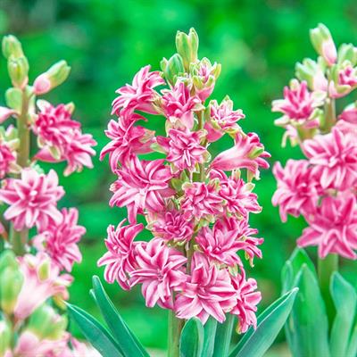 Rainbow Road Hyacinths