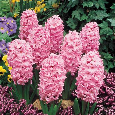 Fondant Fragrant Giant Hyacinths