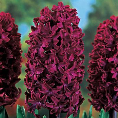 Dark Woodstock Hyacinths