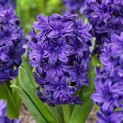 Manhattan Hyacinths