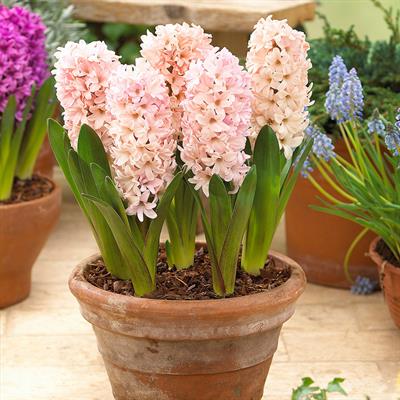 Apricot Passion Hyacinths