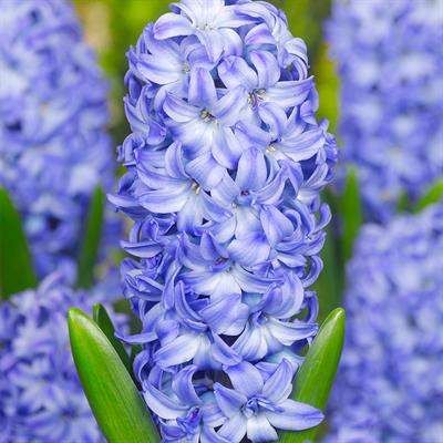 Aqua Hyacinths