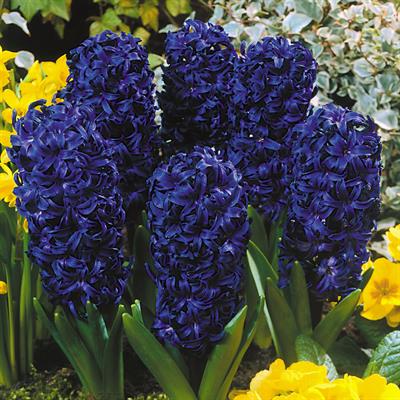 Aqua Hyacinths