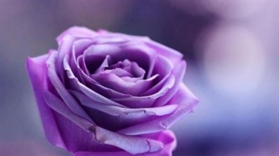 Ziyun Potted Rose