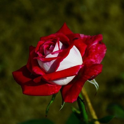 Rare Osiria Rose Seeds Mix Color