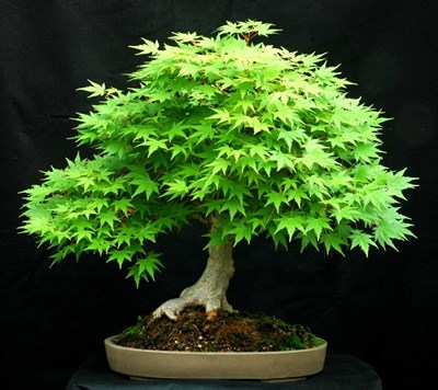 Bonsai American Green Maple Seeds