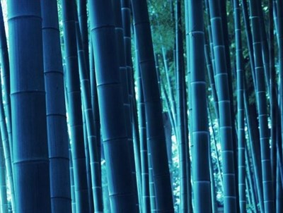 Blue Bamboo Seeds