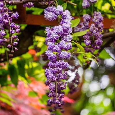 Wisteria Black Dragon Vines