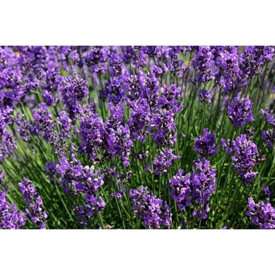 English Lavender Seeds