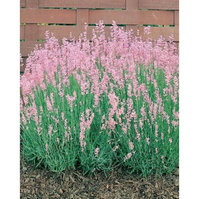 Rosea English Lavender Seeds