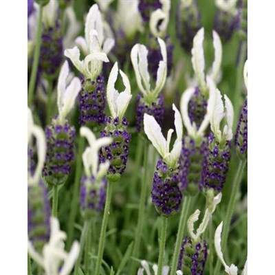 Ballerina English Lavender Seeds