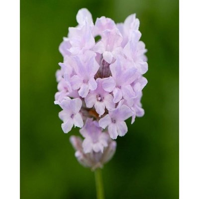 Little Lottie English Lavender Seeds