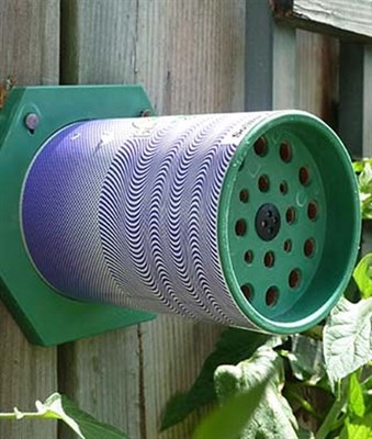 Solitary Pollen Bee Nest