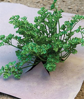 WeedGuard Plus Fertilized Mulch