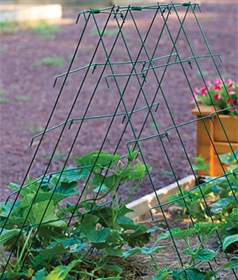 Squash and Cucumber A-Frame