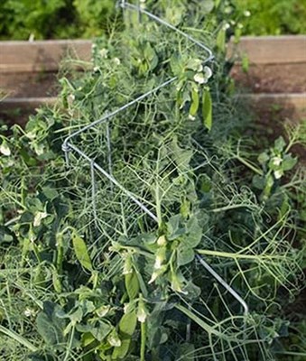 Pea And Cucumber Fence 2/Pack