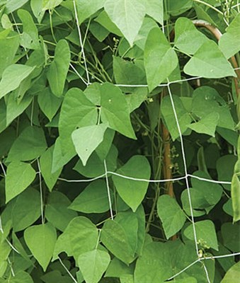 Garden Trellis