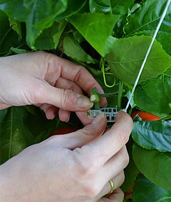 Trellising Kit for Palram Greenhouses