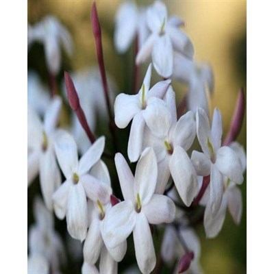 Italian Pink Jasmine Seeds