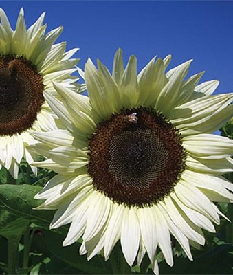 Sunflower Coconut Ice Hybrid Seeds
