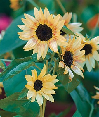 Sunflower Bashful Seeds