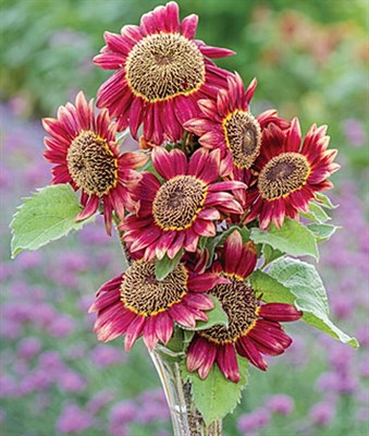 Sunflower Crimson Blaze Seeds