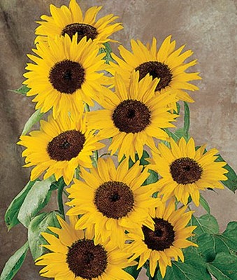 Sunflower Del Sol Hybrid Seeds