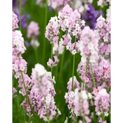 Miss Katherine English Lavender Seeds