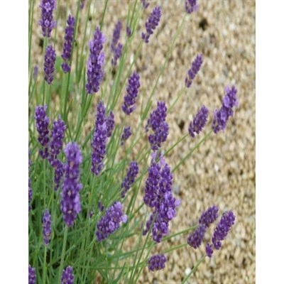 Twickel Purple English Lavender Seeds