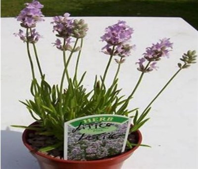 Little Lottie English Lavender Seeds