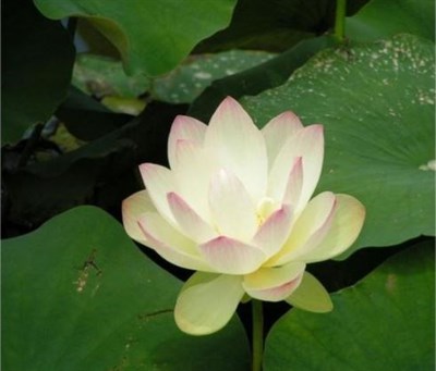 Chawan Basu Water Lotus Seeds