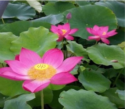 Carolina Queen Water Lotus Seeds
