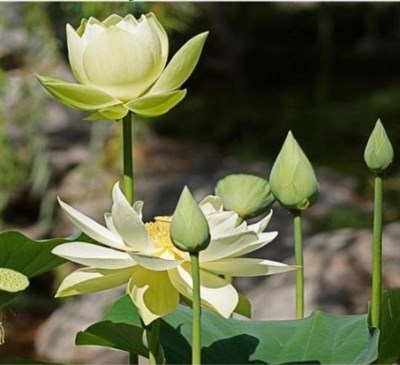 Mrs. Perry D. Slocum Water Lotus Seeds