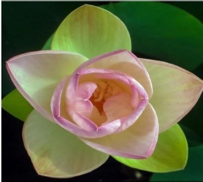 Green Maiden Water Lotus Seeds