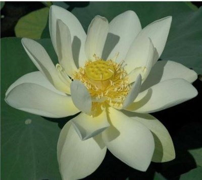 Giant Sunburst Water Lotus Seeds