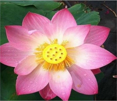 First Lady Water Lotus Seeds