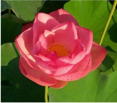 Emerald Daybreak Water Lotus Seeds